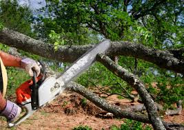 How Our Tree Care Process Works  in Idyllwild Pine Cove, CA